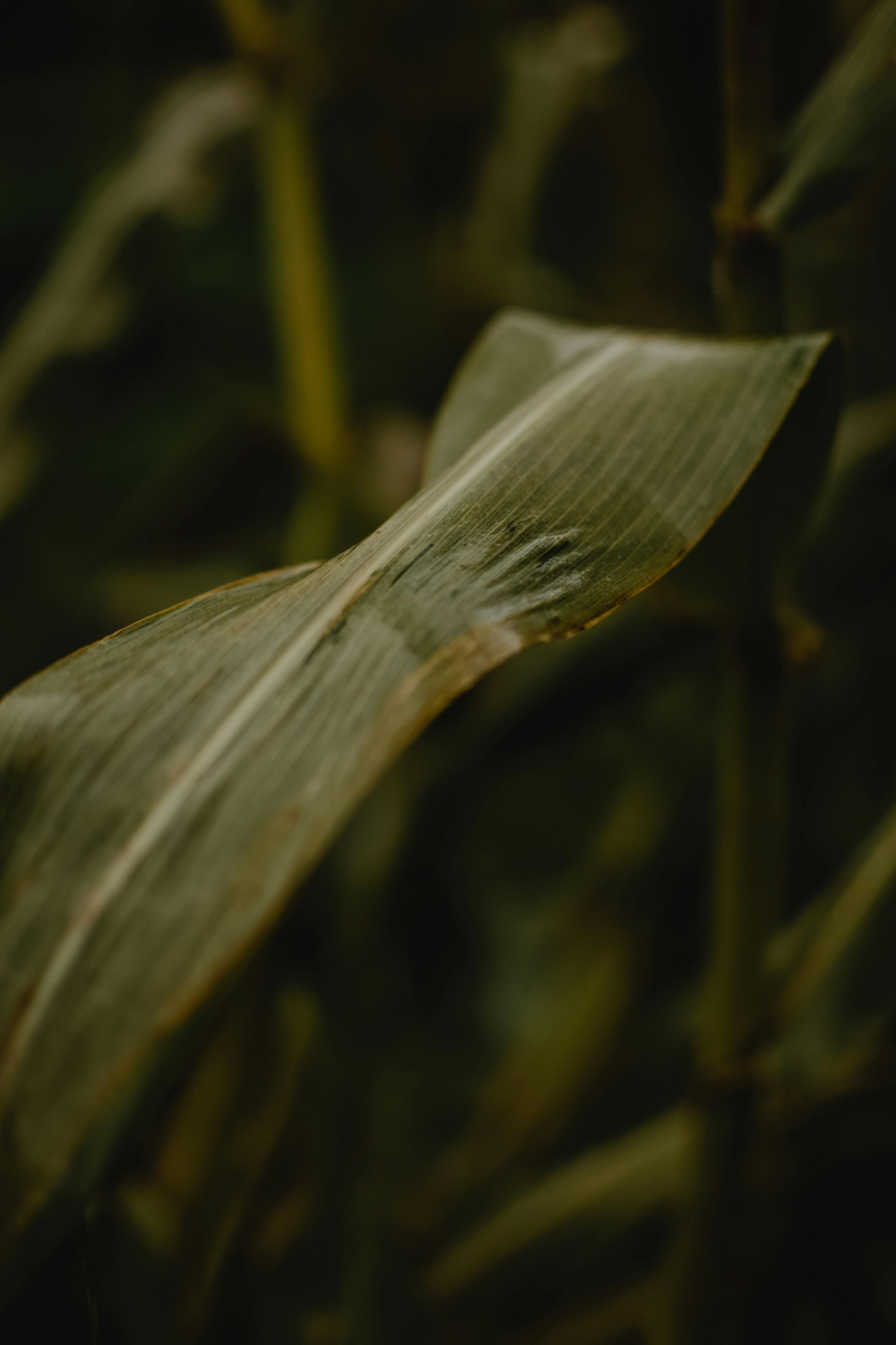Plant tissue sampling