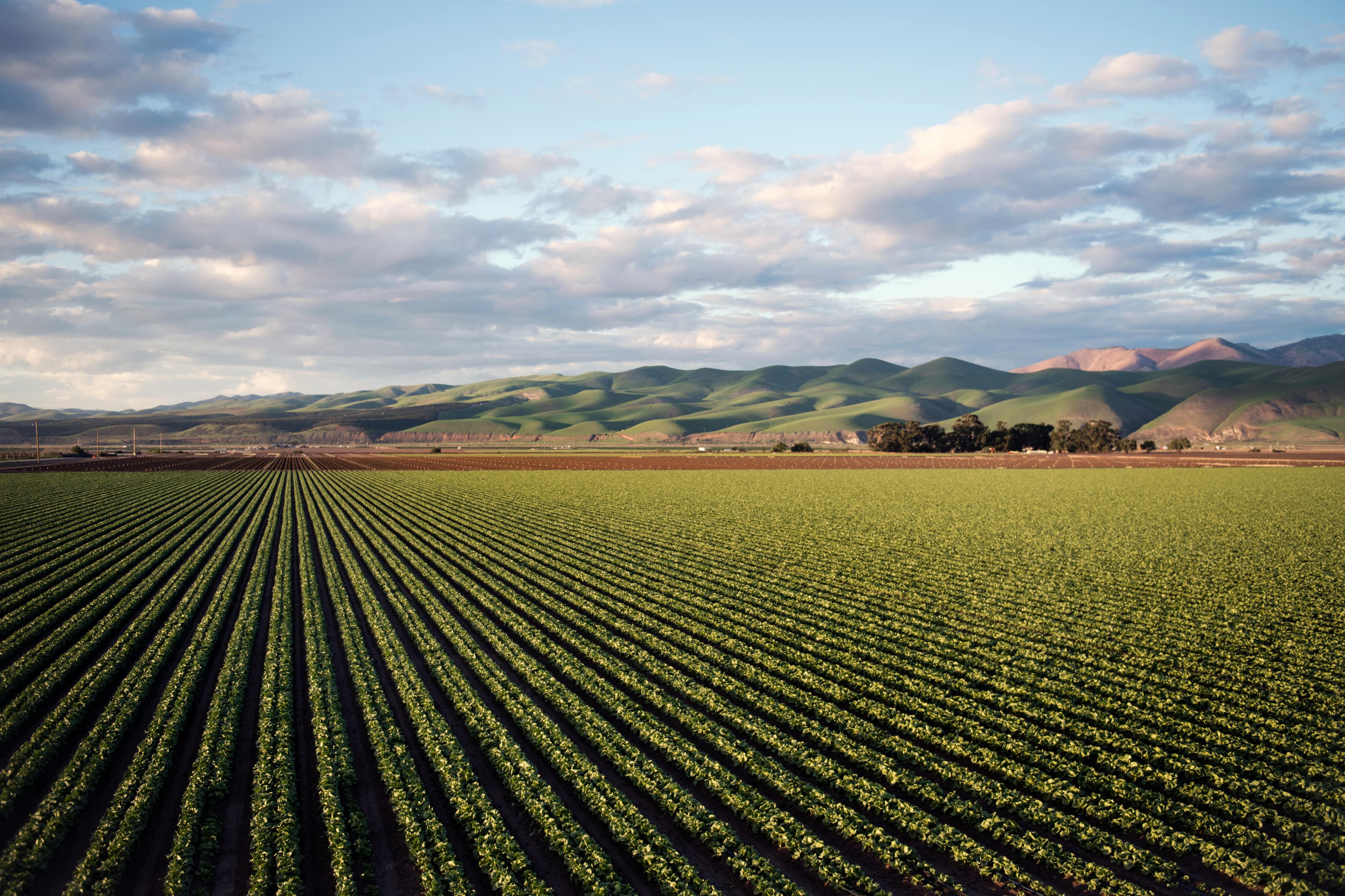 Agricultural field background